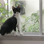 [100記事目] 保護猫を迎える -４ お迎え３日目-