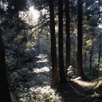 秋の散歩と森林浴