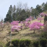 中野山の春