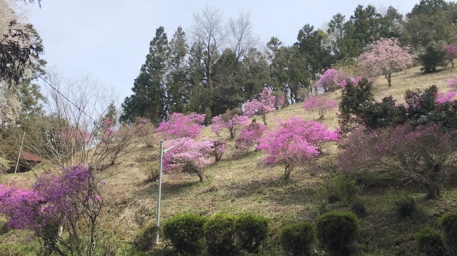 中野山の春